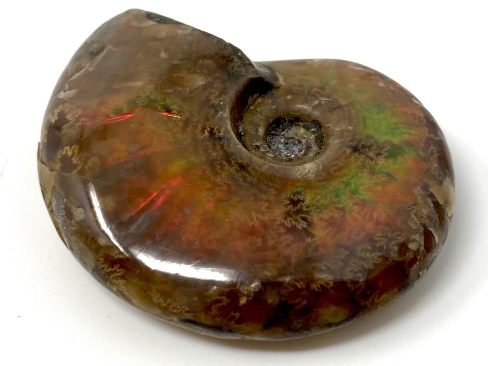 Red Iridescent Ammonite Fossil 4.2cm