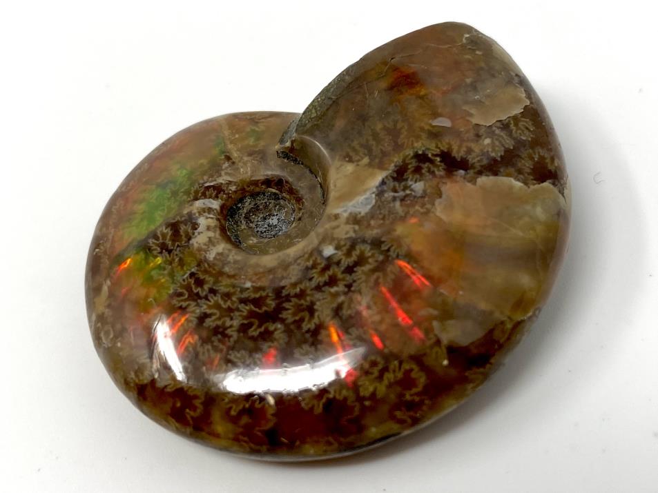 Red Iridescent Ammonite Fossil 4.2cm