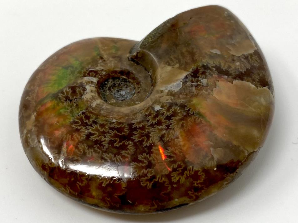 Red Iridescent Ammonite Fossil 4.2cm