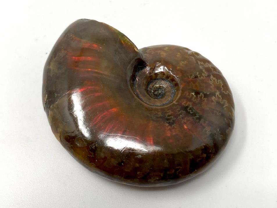 Red Iridescent Ammonite Fossil 4.1cm