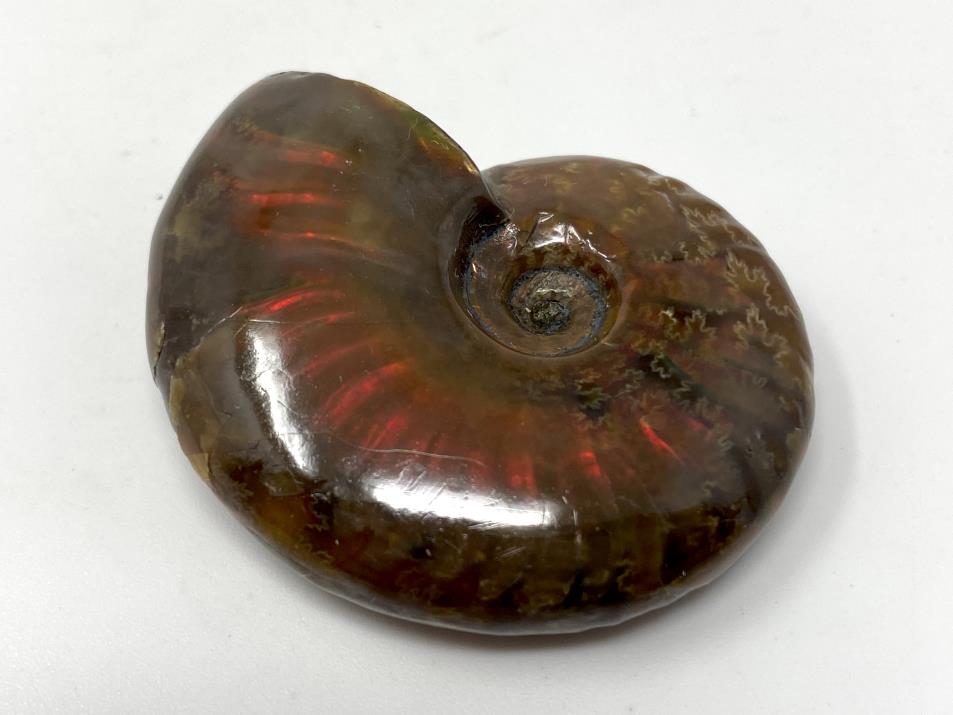 Red Iridescent Ammonite Fossil 4.1cm