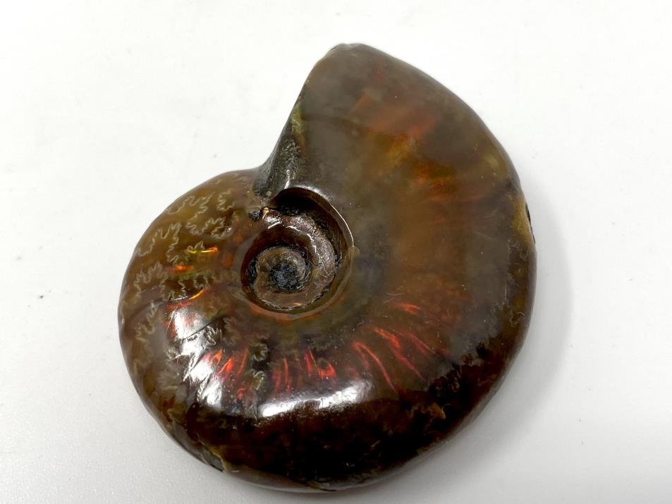 Red Iridescent Ammonite Fossil 4.1cm