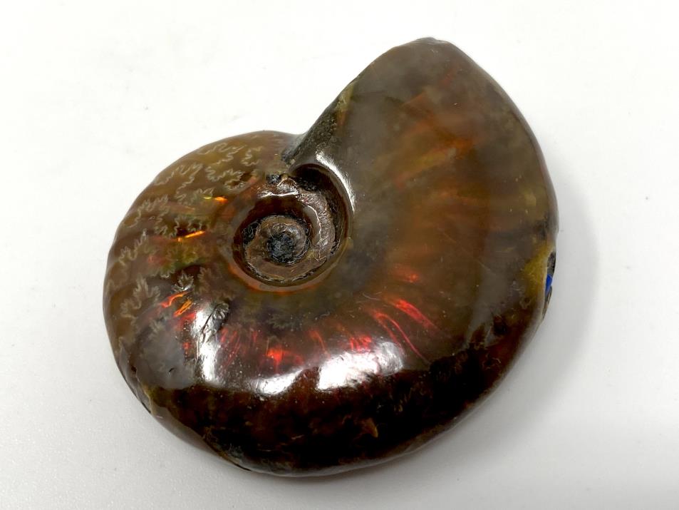 Red Iridescent Ammonite Fossil 4.1cm