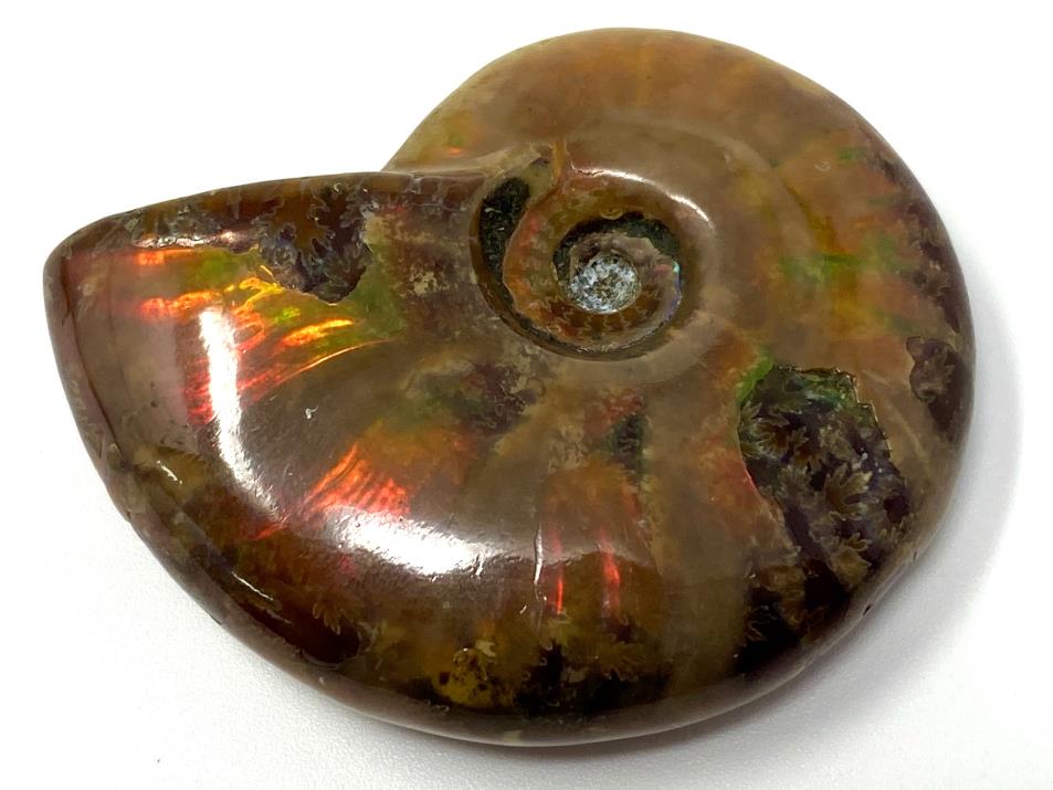 Red Iridescent Ammonite Fossil 4.9cm