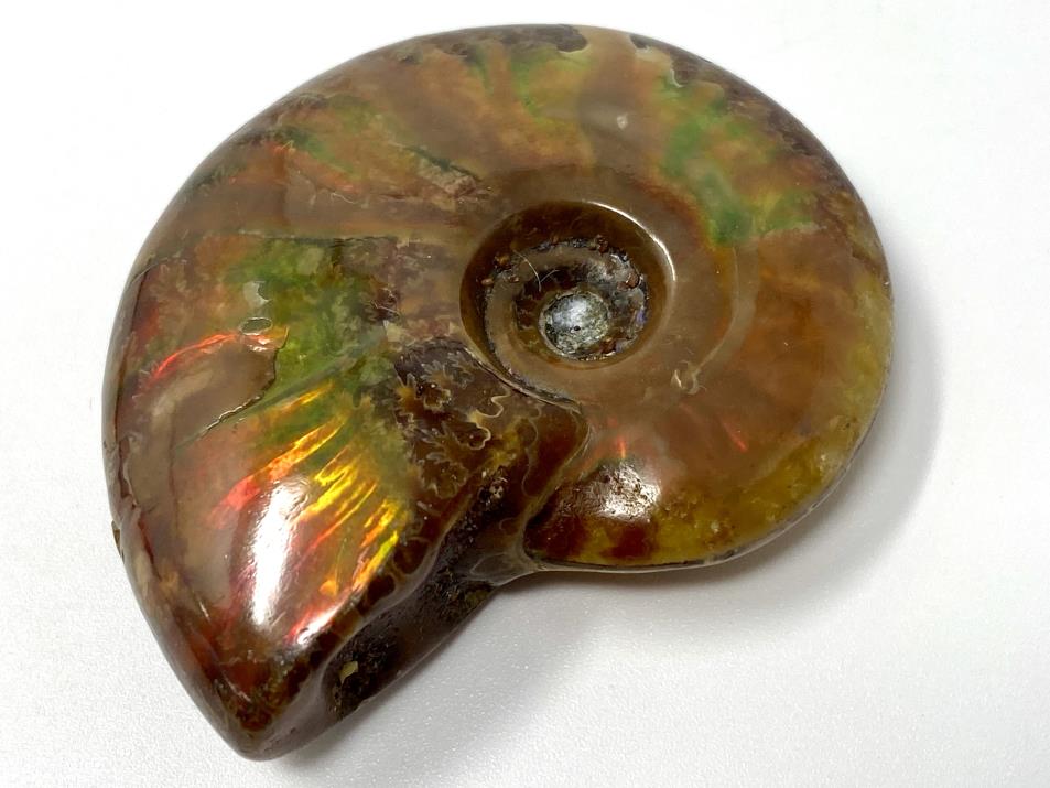 Red Iridescent Ammonite Fossil 4.9cm