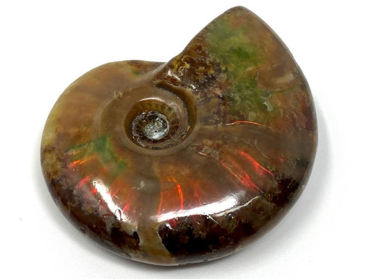 Red Iridescent Ammonite Fossil 4.9cm