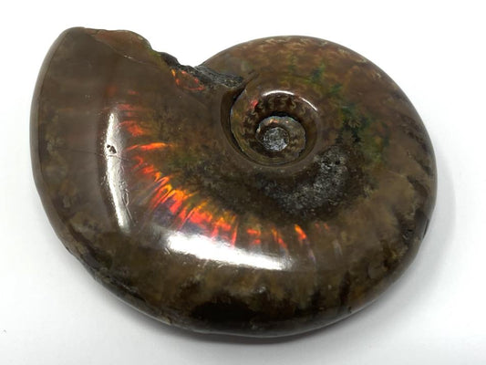 Red Iridescent Ammonite Fossil 4.5cm