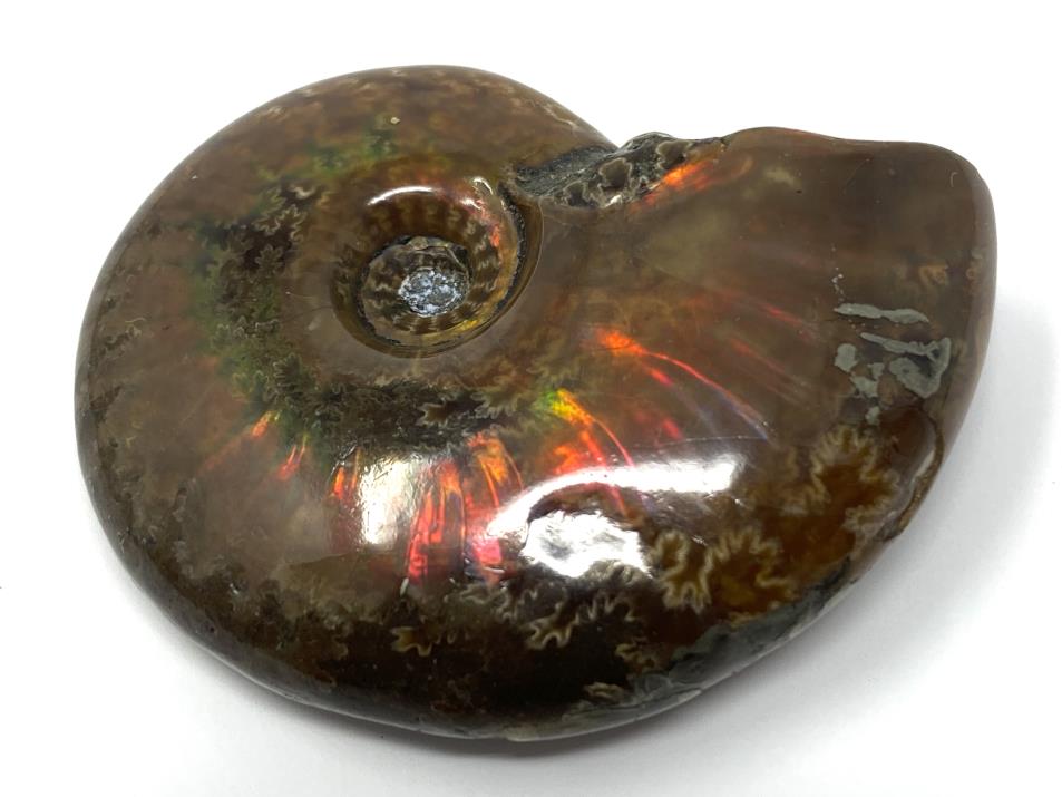 Red Iridescent Ammonite Fossil 4.5cm