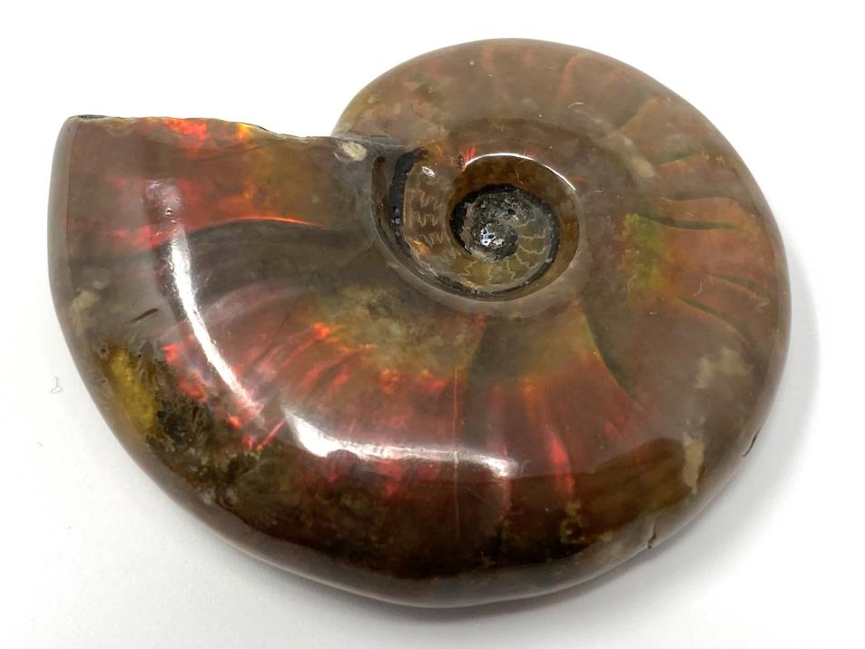 Red Iridescent Ammonite Fossil 4.4cm