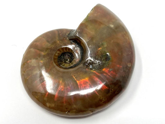 Red Iridescent Ammonite Fossil 4.4cm