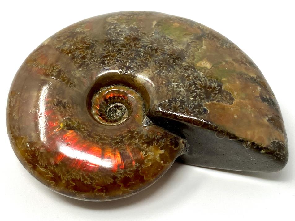 Red Iridescent Ammonite Fossil 6.5cm