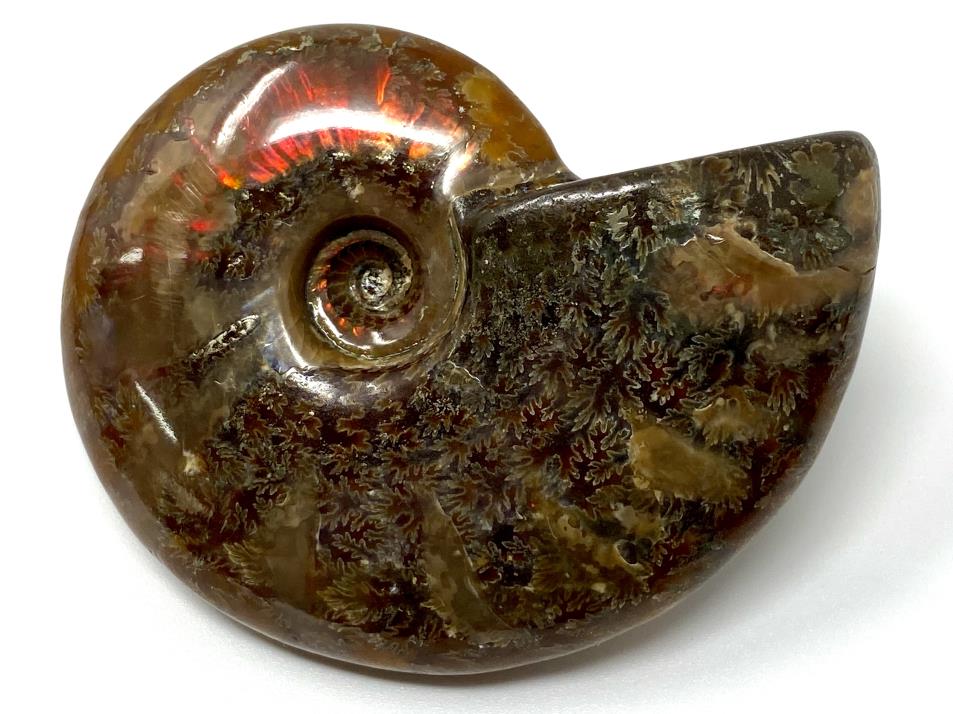 Red Iridescent Ammonite Fossil 6.5cm