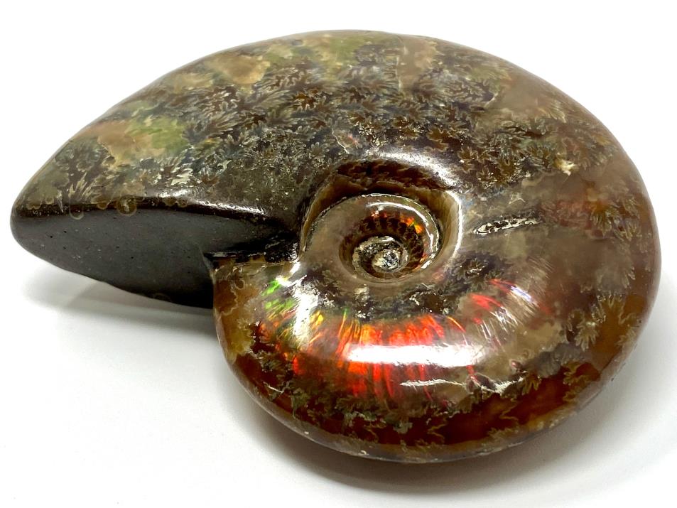 Red Iridescent Ammonite Fossil 6.5cm