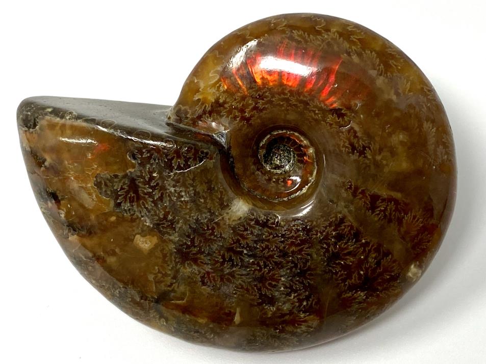 Red Iridescent Ammonite Fossil 6.5cm