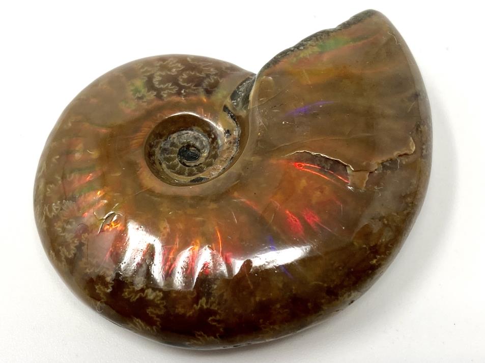 Red Iridescent Ammonite Fossil 4.8cm