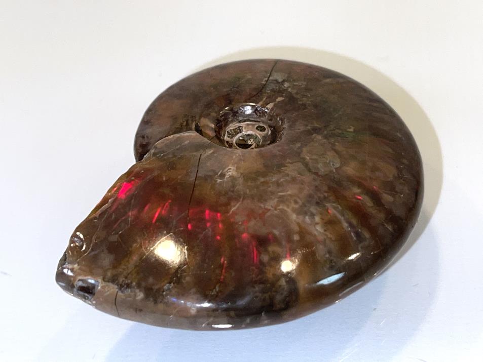 Red Iridescent Ammonite Fossil 7.2cm