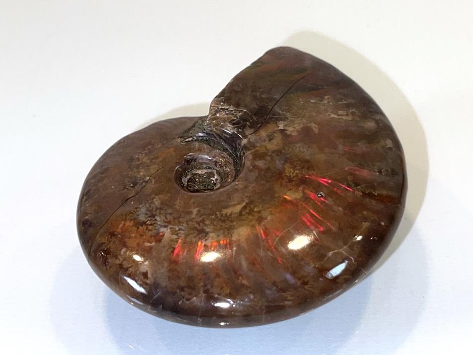 Red Iridescent Ammonite Fossil 7.2cm