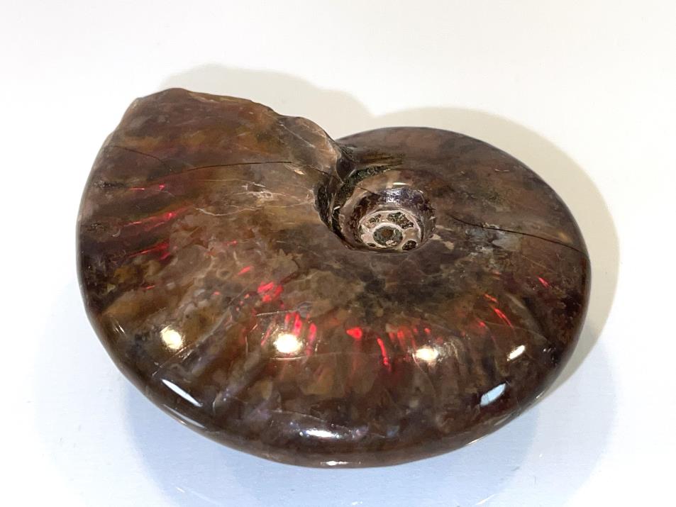 Red Iridescent Ammonite Fossil 7.2cm