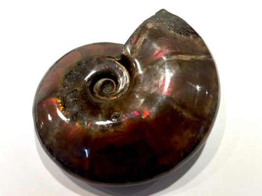 Red Iridescent Ammonite Fossil Large 11.6cm