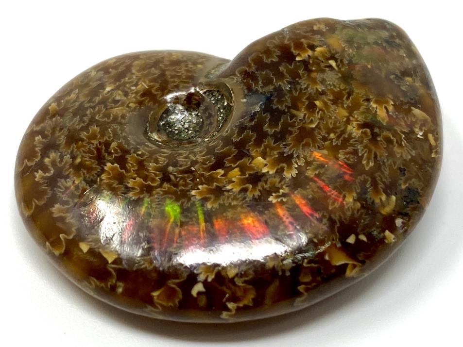 Red Iridescent Ammonite Fossil 4.4cm