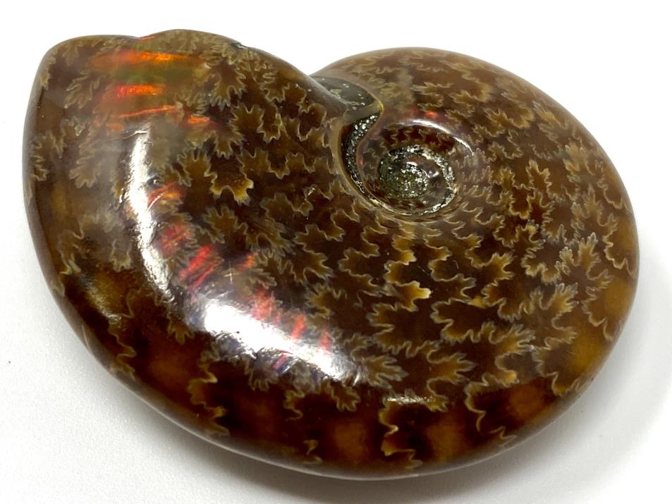 Red Iridescent Ammonite Fossil 4.4cm