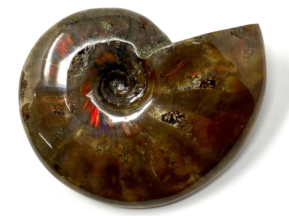 Red Iridescent Ammonite Fossil Large 9.6cm