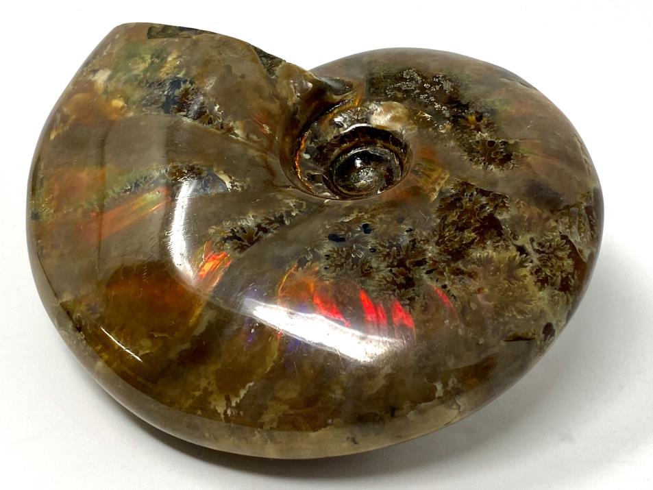 Red Iridescent Ammonite Fossil Large 9.6cm