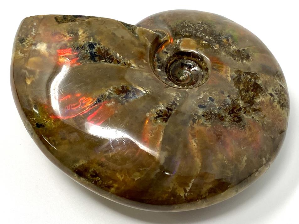 Red Iridescent Ammonite Fossil Large 9.6cm