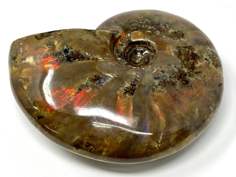 Red Iridescent Ammonite Fossil Large 9.6cm