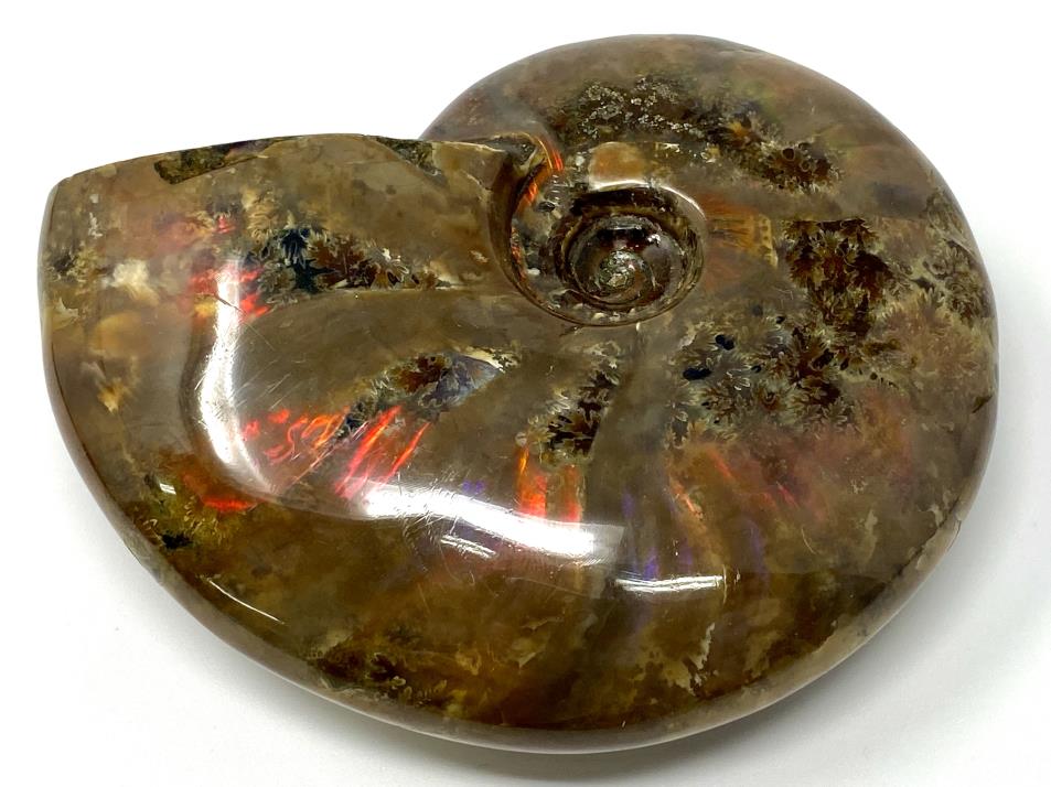 Red Iridescent Ammonite Fossil Large 9.6cm