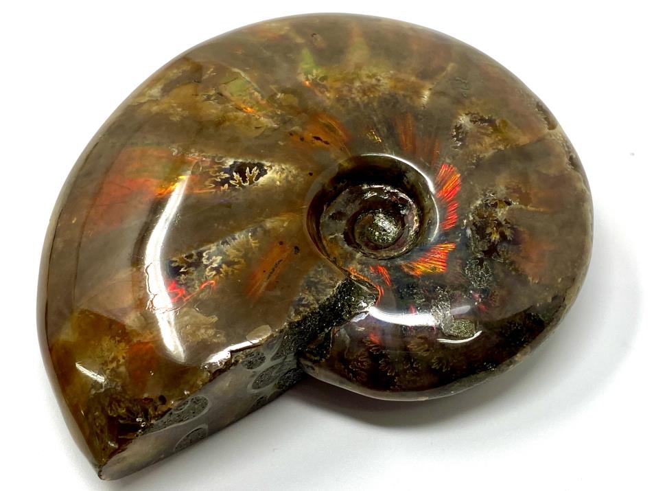 Red Iridescent Ammonite Fossil Large 9.6cm