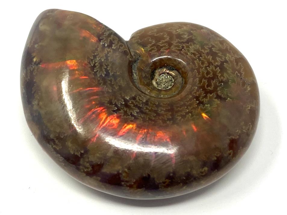 Red Iridescent Ammonite Fossil 4.1cm