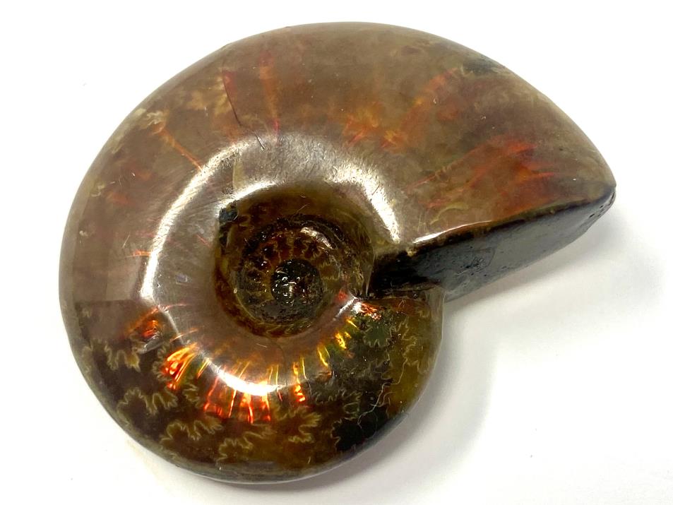 Red Iridescent Ammonite Fossil 3.9cm