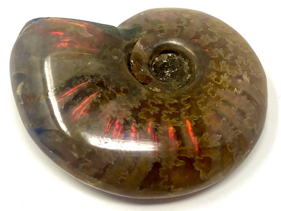 Red Iridescent Ammonite Fossil 4.3cm