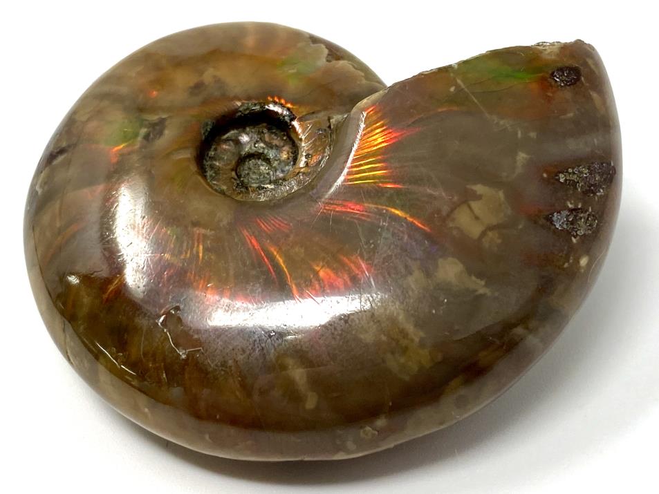 Red Iridescent Ammonite Fossil 5.4cm