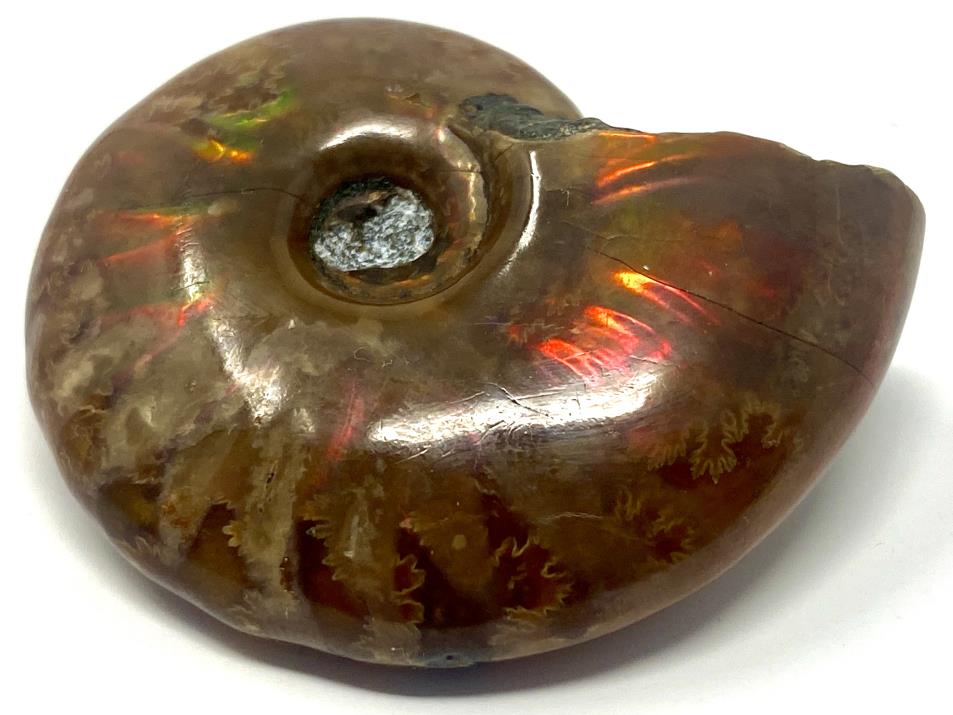 Red Iridescent Ammonite Fossil 4.4cm