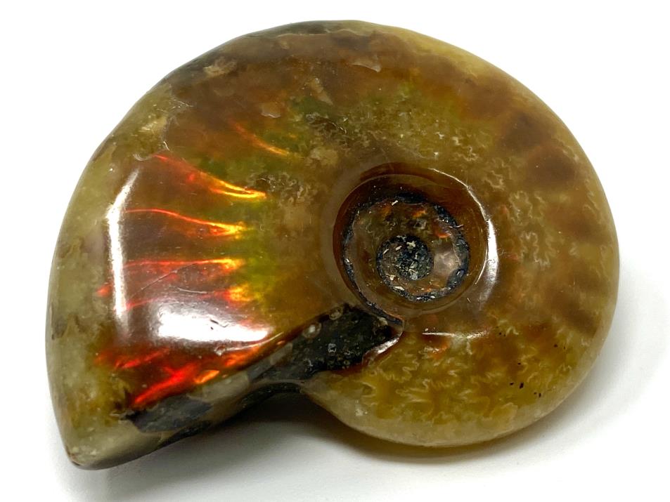 Red Iridescent Ammonite Fossil 4.2cm