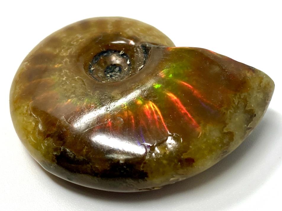 Red Iridescent Ammonite Fossil 4.2cm