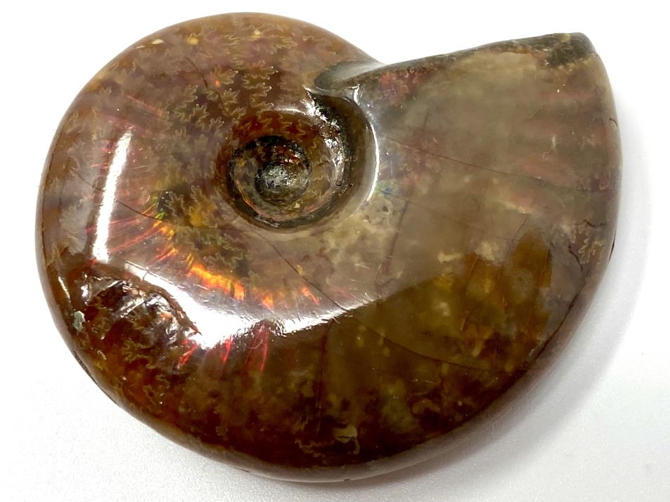 Red Iridescent Ammonite Fossil 4.7cm