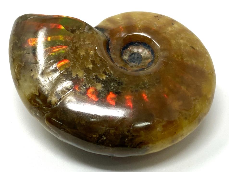 Red Iridescent Ammonite Fossil 4.2cm