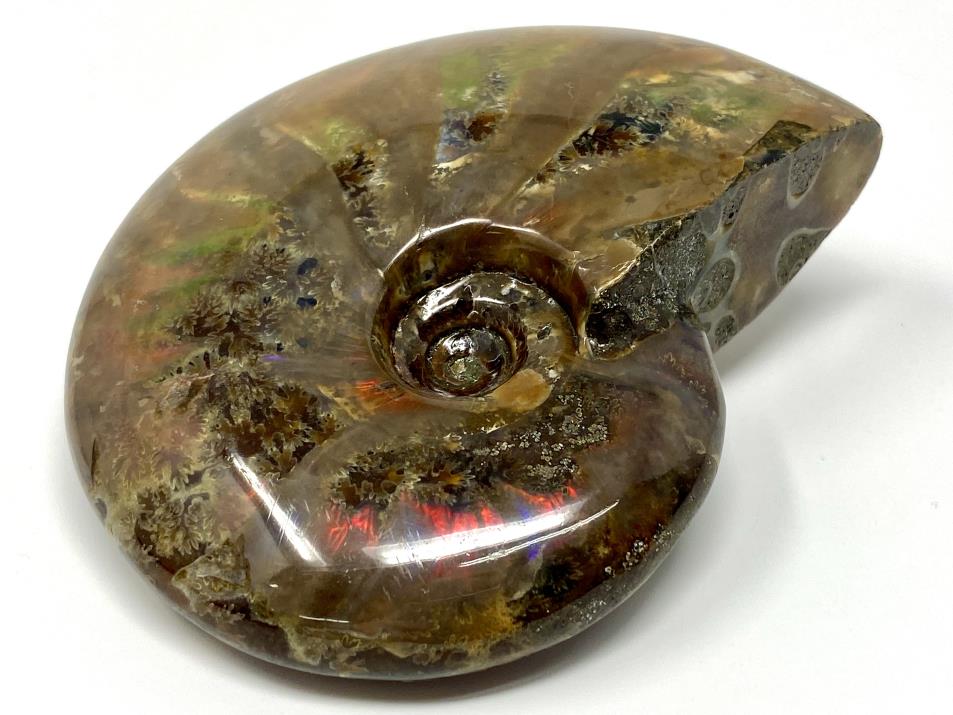 Red Iridescent Ammonite Fossil Large 9.6cm