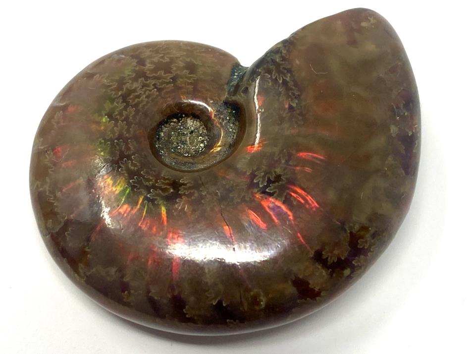 Red Iridescent Ammonite Fossil 4.1cm