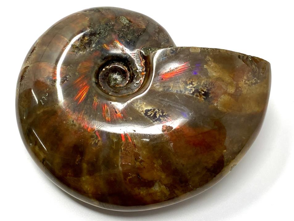 Red Iridescent Ammonite Fossil Large 9.6cm