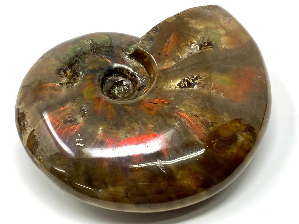 Red Iridescent Ammonite Fossil Large 9.6cm