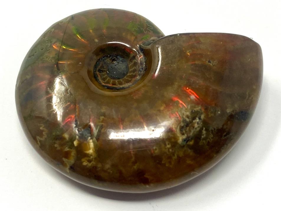 Red Iridescent Ammonite Fossil 3.9cm