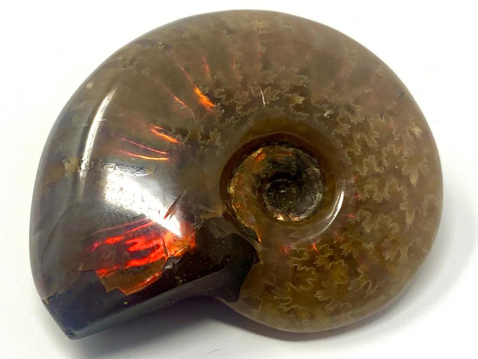 Red Iridescent Ammonite Fossil 4.3cm