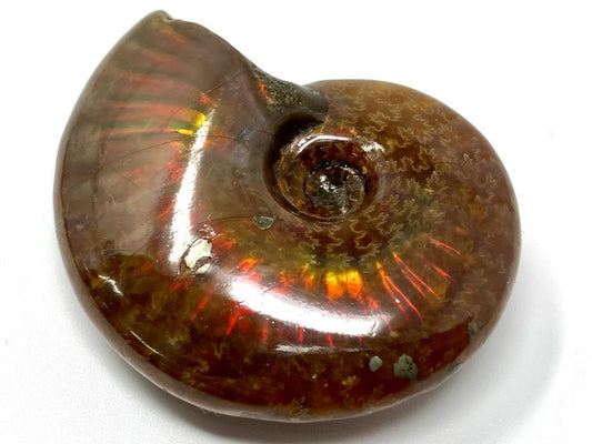 Red Iridescent Ammonite Fossil 4.7cm