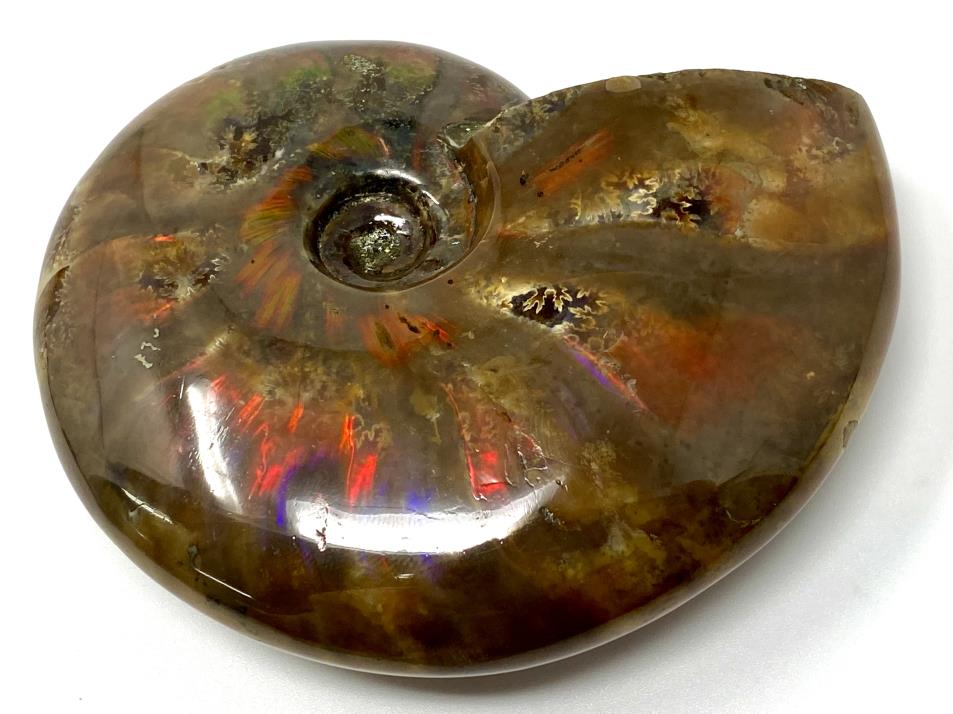 Red Iridescent Ammonite Fossil Large 9.6cm