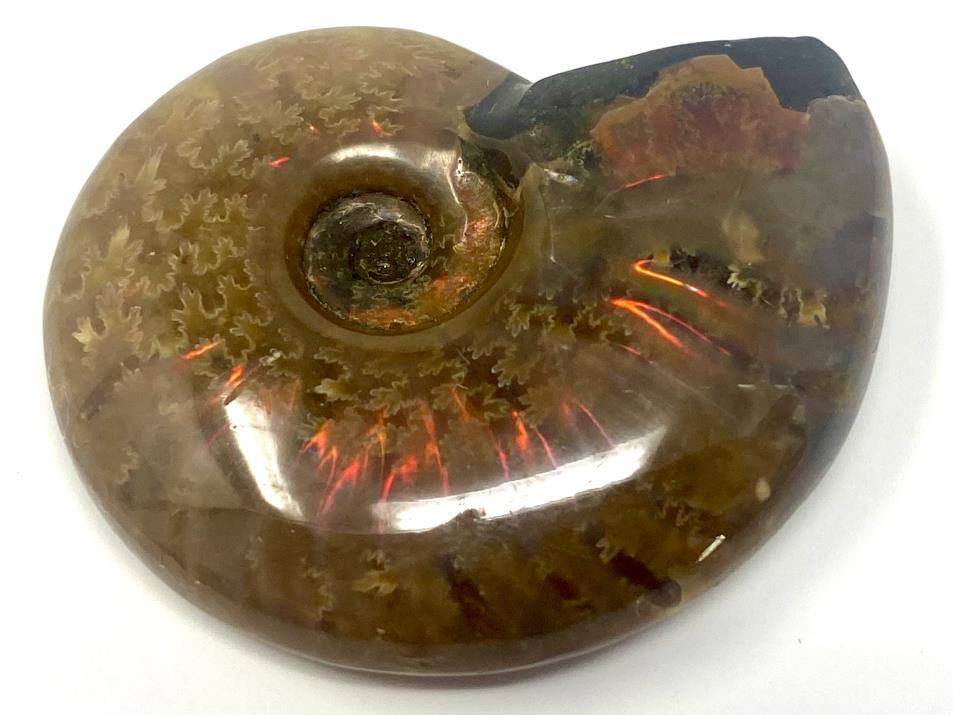 Red Iridescent Ammonite Fossil 4.3cm