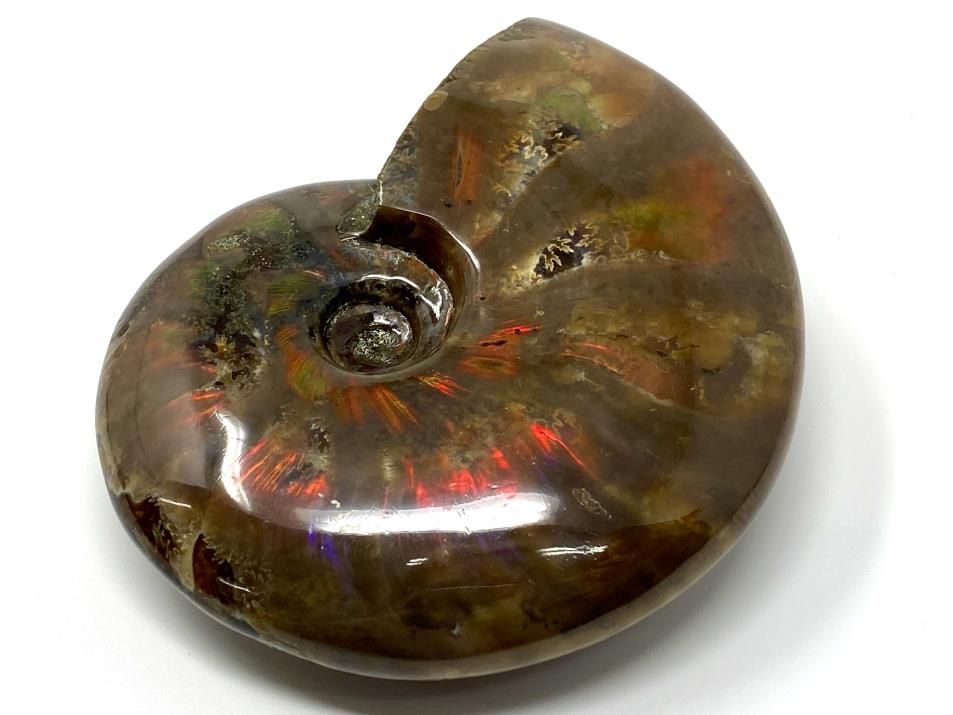 Red Iridescent Ammonite Fossil Large 9.6cm